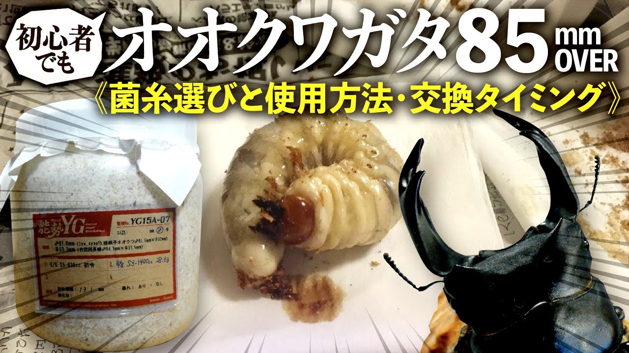 オオクワガタで85mmオーバーを出す方法＜菌糸選びと使用方法・交換タイミング＞（クワガタ自己満ラボ）