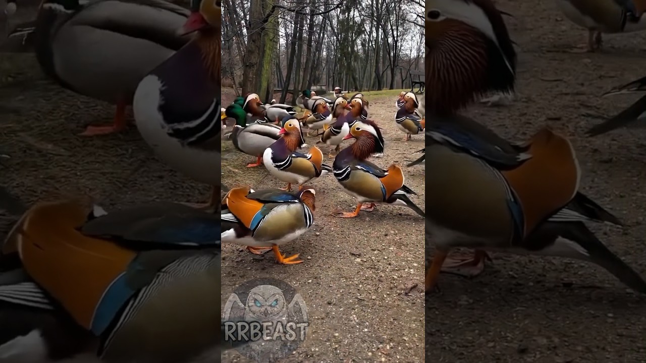Veja agora a ave mais colorida do mundo! #Pato #Mandarin #Aves #avesexoticas #Natureza