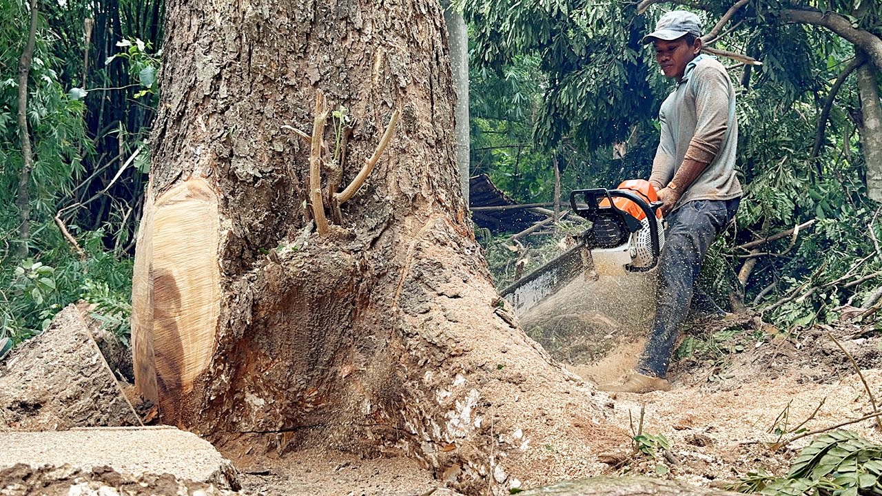 Monster saw ‼️ Cut down 3 large trees in the middle of the village.