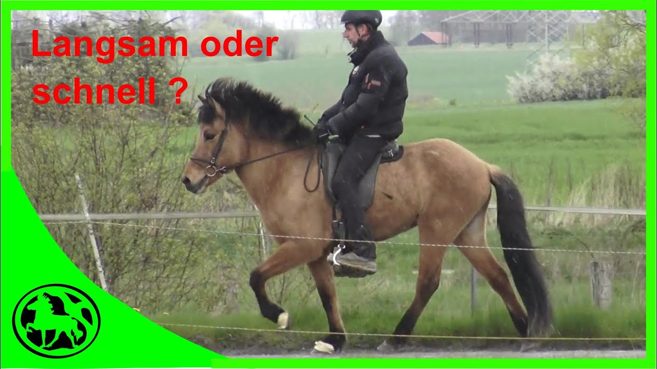 Welches Tempo ist für einen Tölter am besten ?