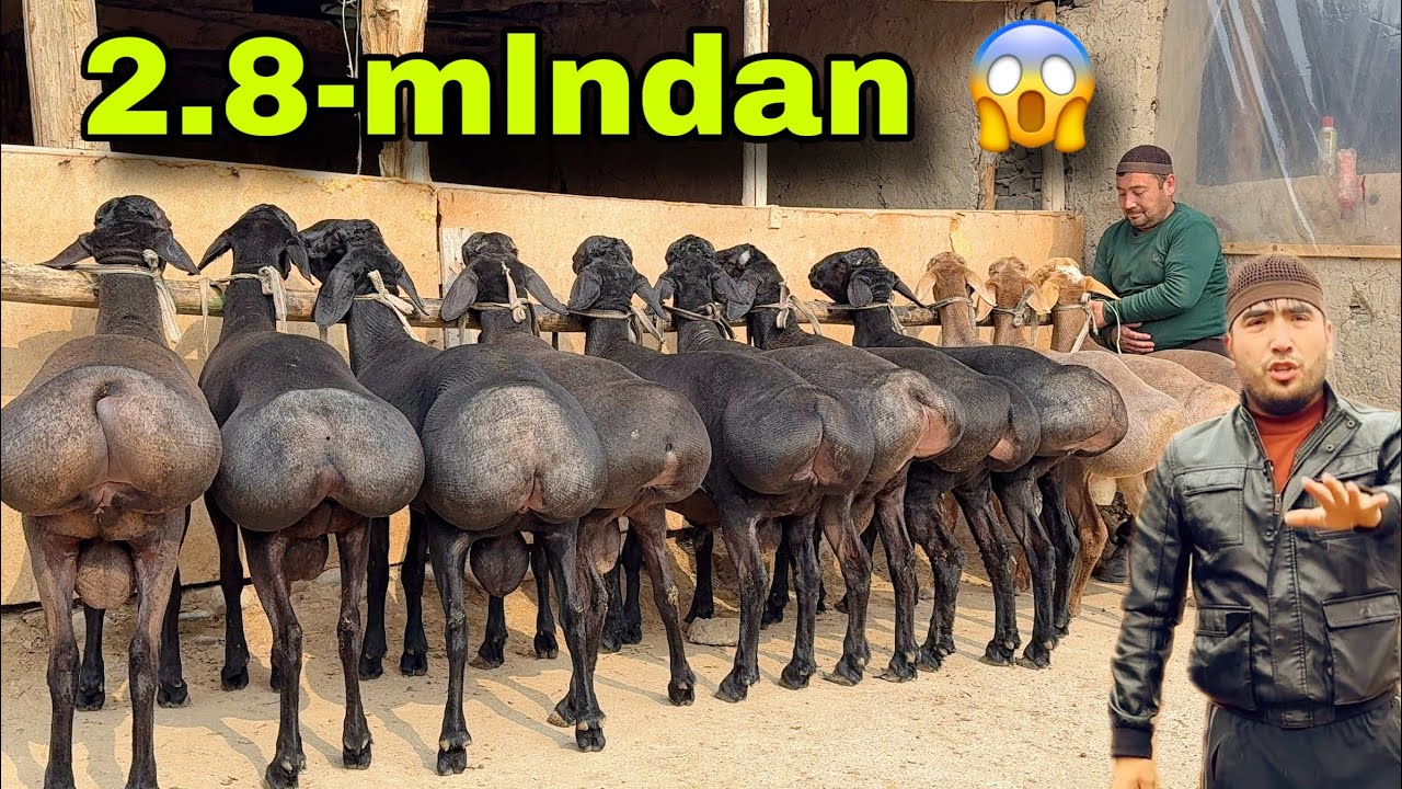 🐏 BU QO‘CHQORLARNI OLMAGAN AFSUS QILADI 😱 SHOK NARX‼️