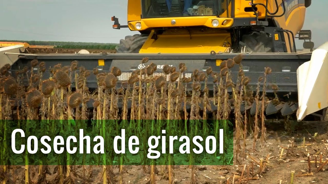 Cosecha de girasol | Directo al Campo