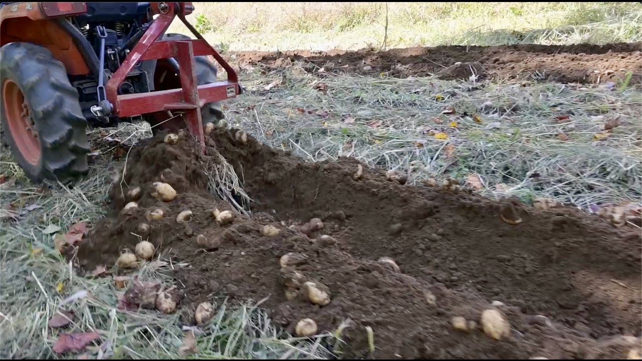 Plowing potatoes