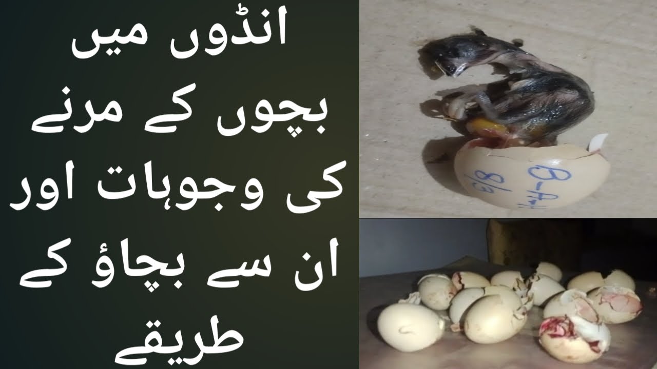 Dead in shell eggs | Andon main bachoon k marny ki wajoohaat or bachao k treeqy | Chick Molarity |