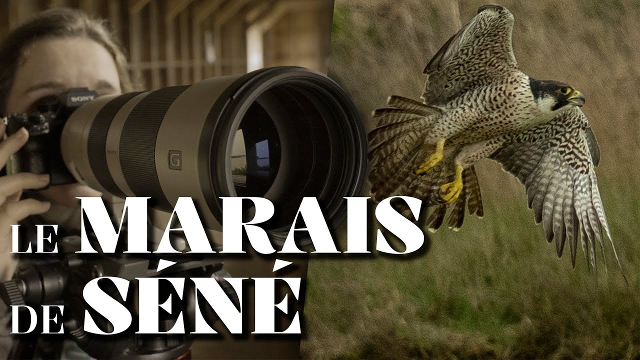 PRÉDATION FAUCON PÈLERIN : Vlog Photo Animalière