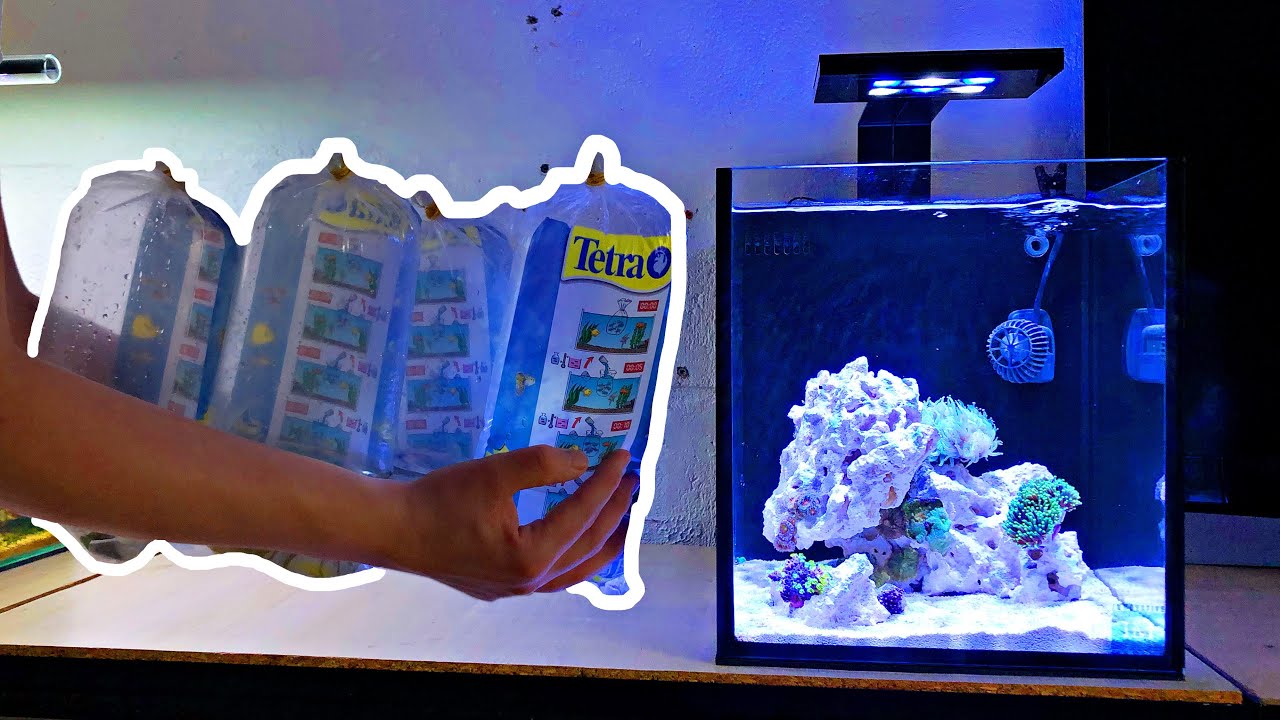 Beautiful Coral Added - Nano Reef Tank No Skimmer