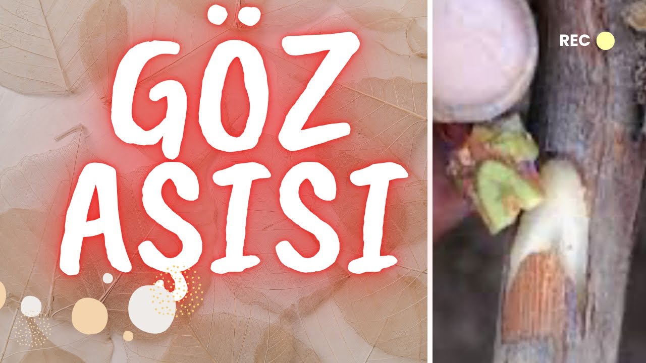 12 ay yapılan aşı🧚🏻 Göz aşısı nasıl yapılır?🌳 👁️🌳Ustasından dinlediniz mi?#gözaşısı #kamgalıgözaşısı