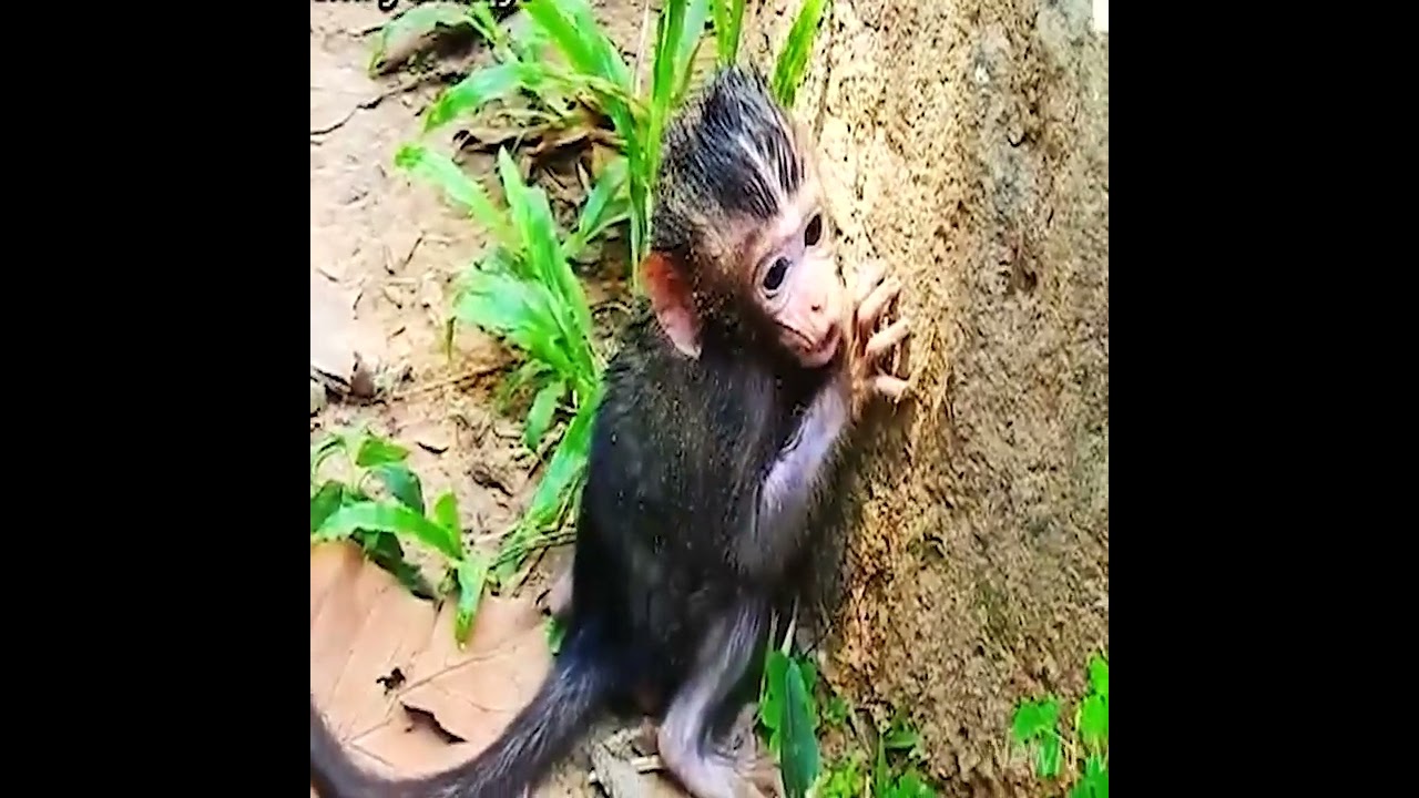 #newvideobabymonkeys
