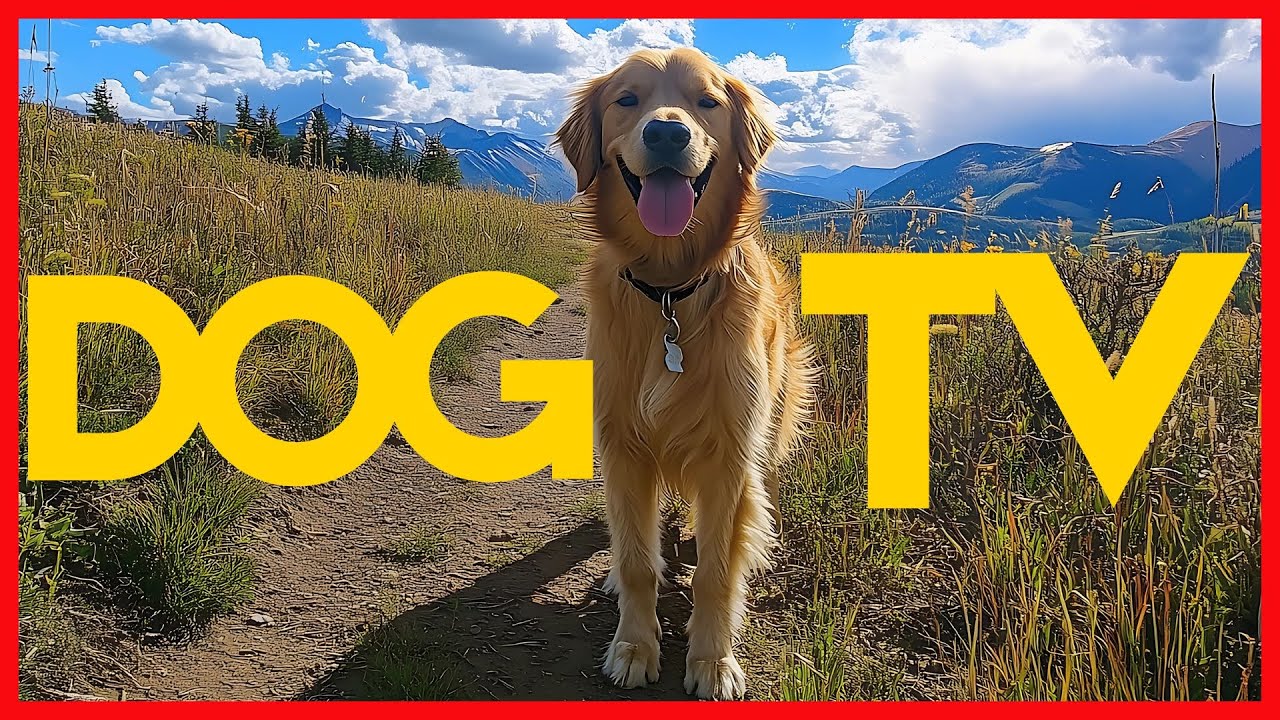 DOG TV - British Beach + Woodland Hike - Virtual Dog Walk for Bored & Home Alone Pets 🐶