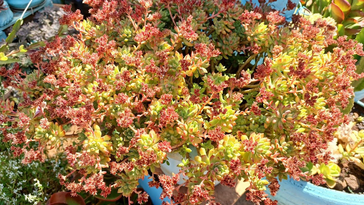 #suculenta de fácil cultivo que encanta minha vida 