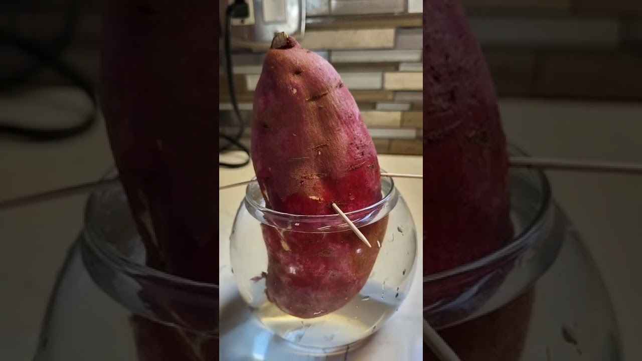 Plan patat, #gardening,#organicgardener,#haitiancreator, #sweetpotato,#plantepatat.
