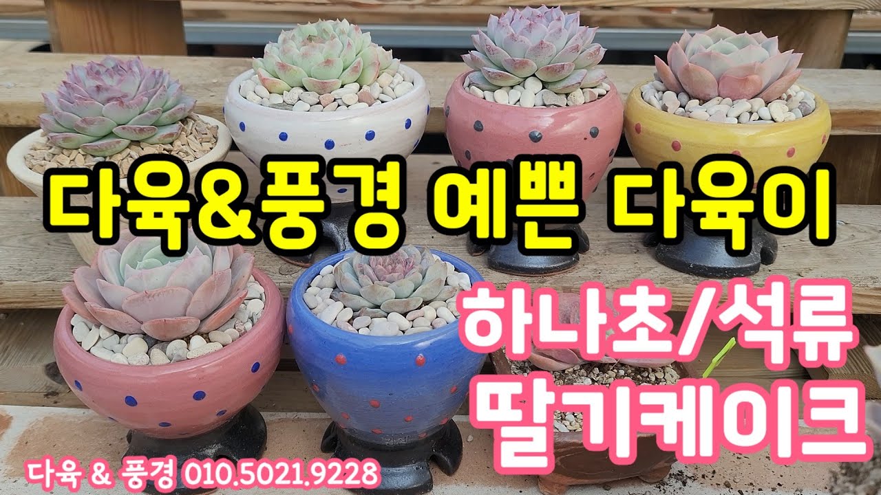 다육이 하나초가 이렇게 예쁘다니! 신상 딸기케이크, 석류도 너무 예뻐요 💕 다육&풍경 010.5021.9228