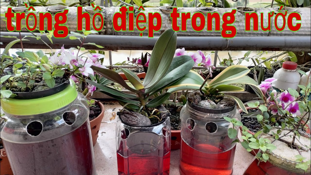 Cách trồng lan thủy canh, cách trồng lan bán thủy canh | trồng lan ban công