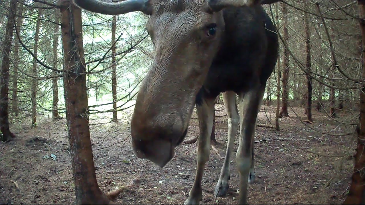 Noor p&otilde;der (Alces alces) varahommikul.