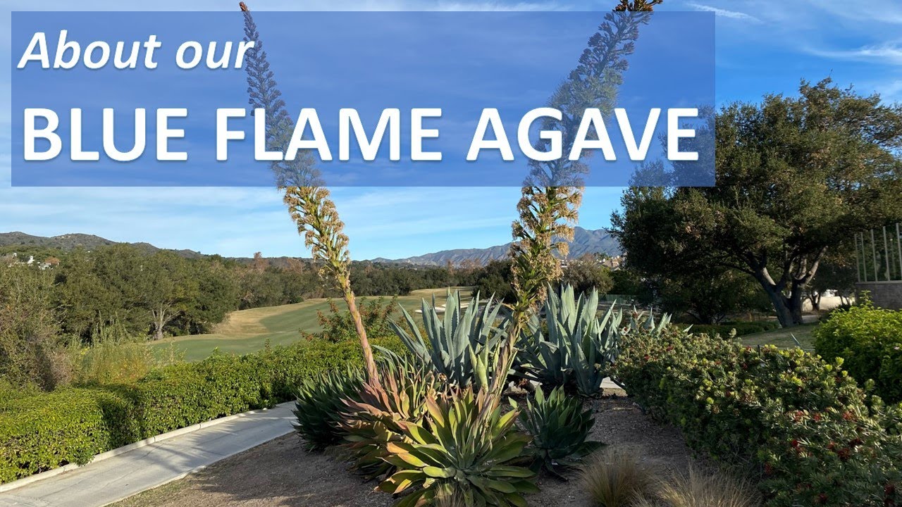 BLUE FLAME AGAVE Facts, Flowers, Identification, Care, Maintenance, Propagation. Foxtail & Shaw's