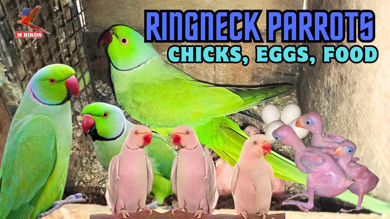 Ringneck Diaries | Talking Feathers | Colorful Chirps | Their Chick, Food, & Care | Mbirds803