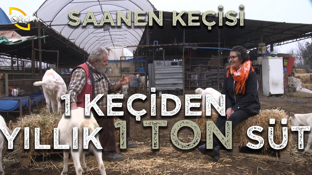 Süt Keçiciliği (1 Keçiden Yıllık 1 TON Süt ) - İşimiz Keçi