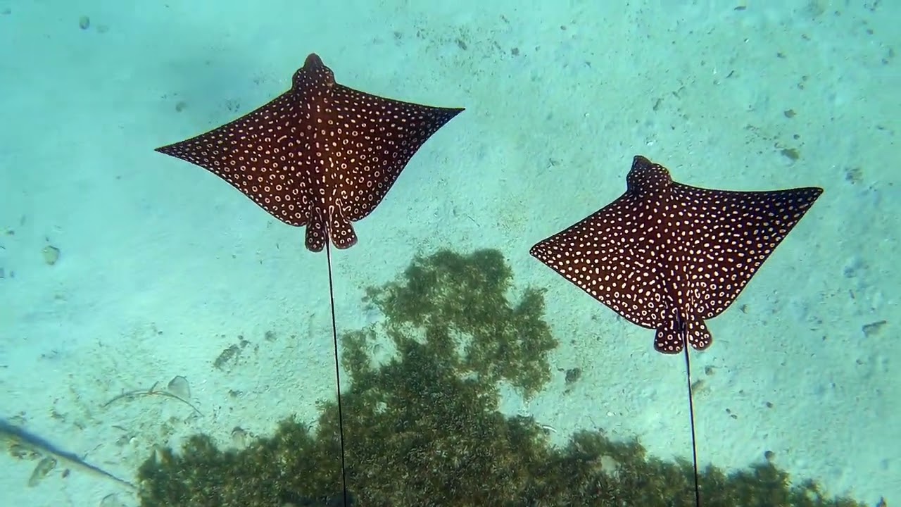 2 Spotted Eagle Ray Mates Lolly Gagging at the Frederiksted Pier