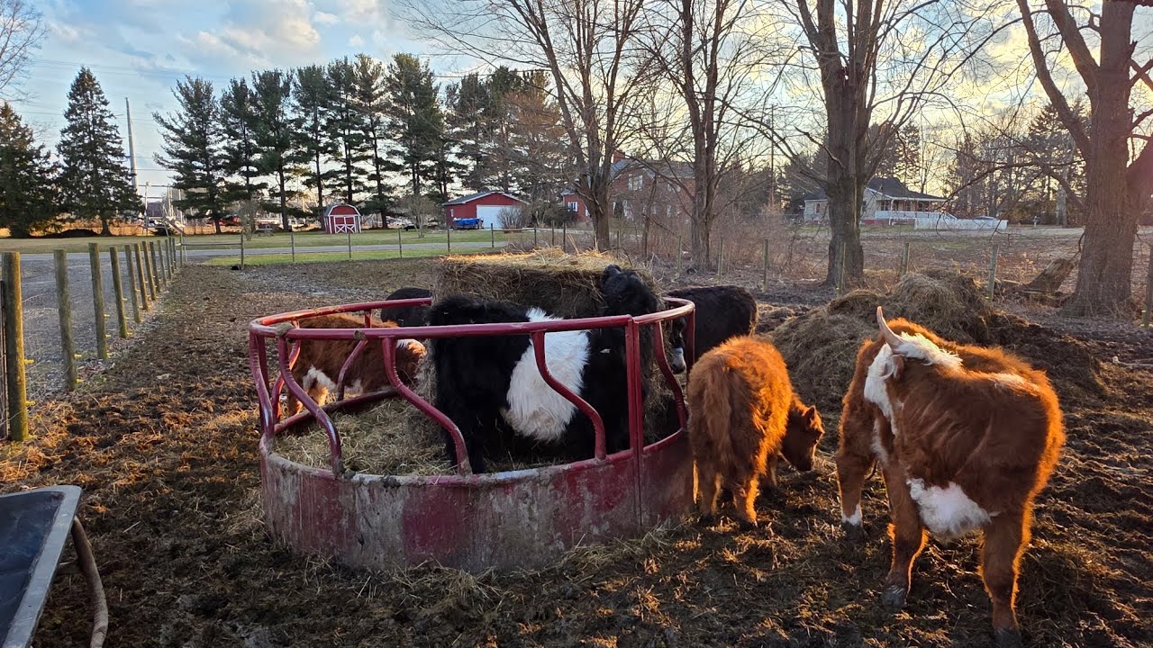 Hurd check ✔️ and feedin time on this cold Sunday after church!