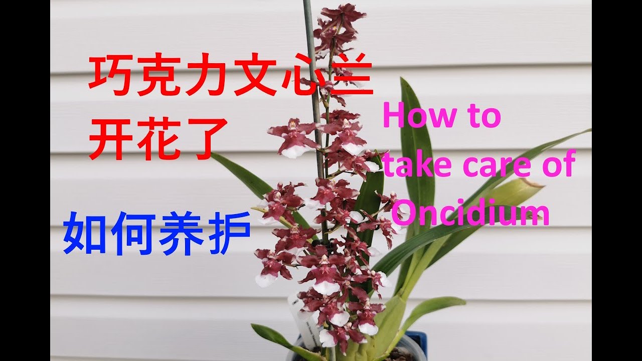 巧克力香水文心兰开花了，如何养护巧克力文心兰/How to take care of Oncidium