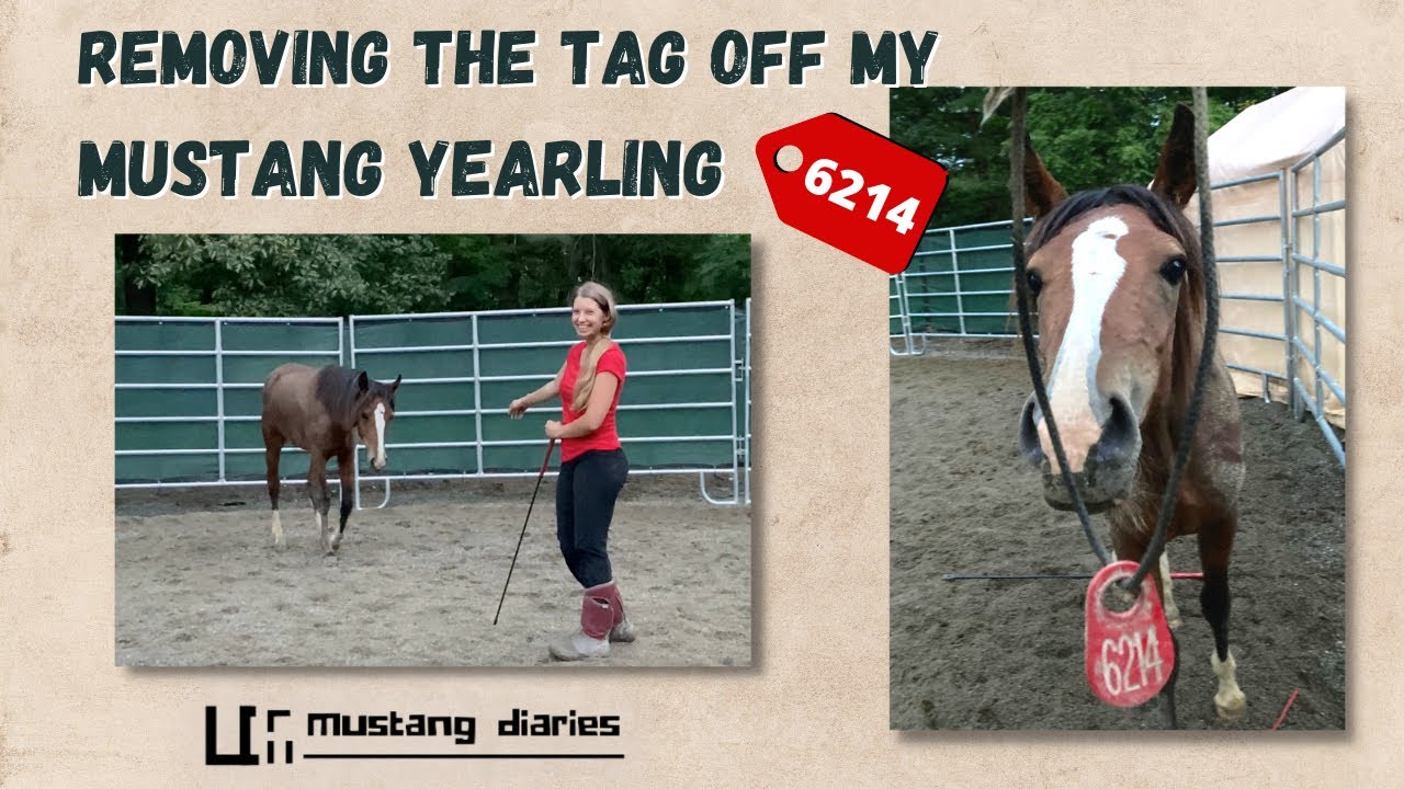 Getting the tag off my Swasey HMA Mustang | Name reveal!