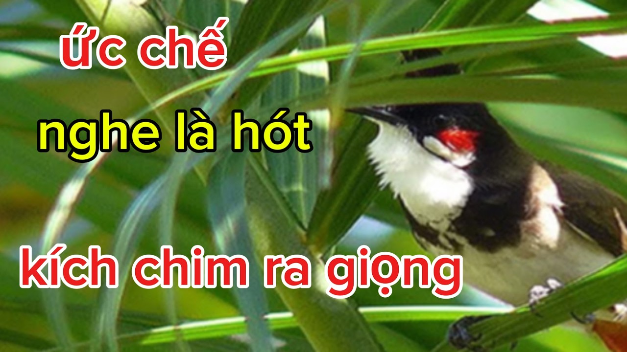 chào mào hót kích chim bổi nhanh căng lửa | dìu chim bổi hót