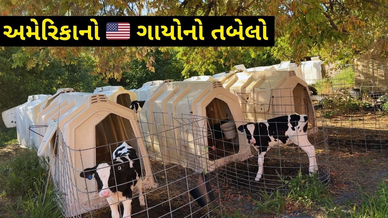 American Village Dairy Farm Tour & Milk Production🐄| અમેરિકાનો ગાયોનો તબેલો & દુધ ની ડેરી JKJB Vlog