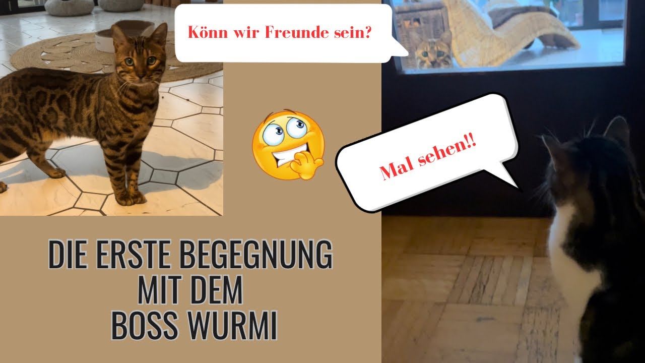 Ein Bengale zieht ein | Werden sich alle 3 Katzen miteinander verstehen? | Diese eine Katze 🐱