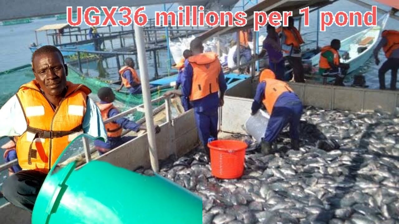 How a Ugandan man became a millionaire fish farmer in Africa