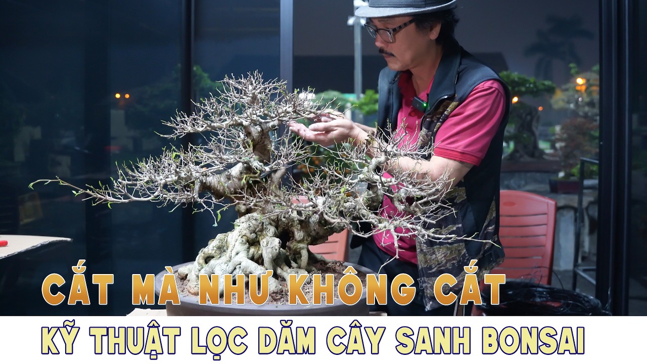 Cắt Mà Như Không Cắt: Kỹ Thuật Lọc Dăm Cây Sanh Bonsai | Trước Ngày Triển Lãm Mùa Xuân 2026
