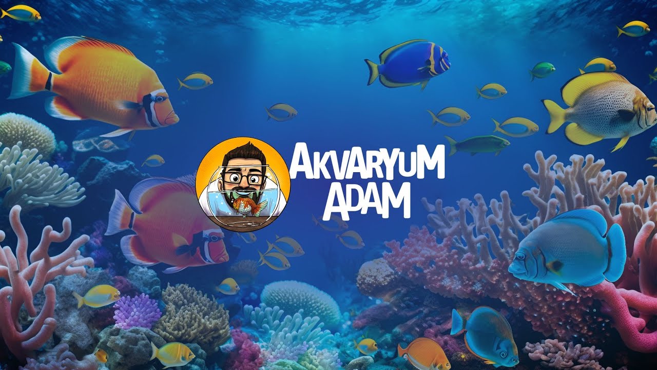 ENDONEZYA AKVARYUM BALIKÇILIĞI 🐠 BALIK BALIK BALIK…