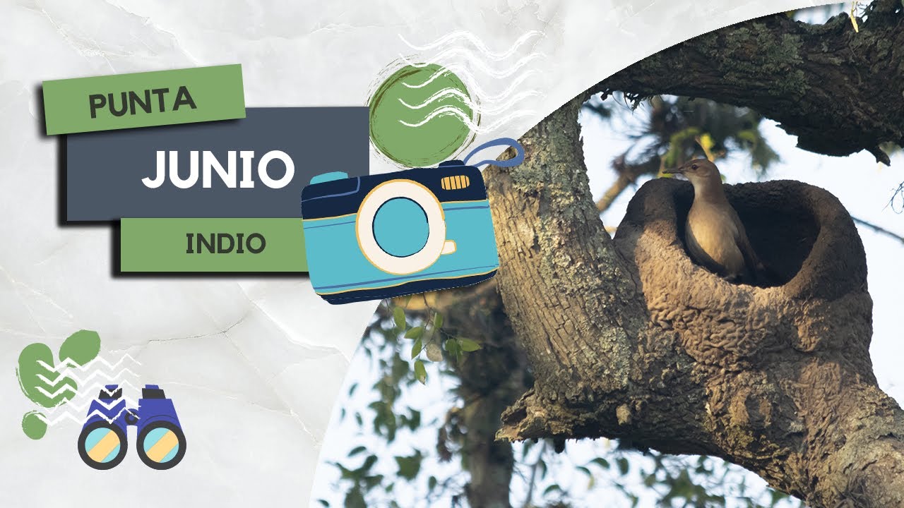 Sorpresa en el atardecer! Arrancamos JUNIO en Punta Indio –Buscando Fauna en Buenos Aires