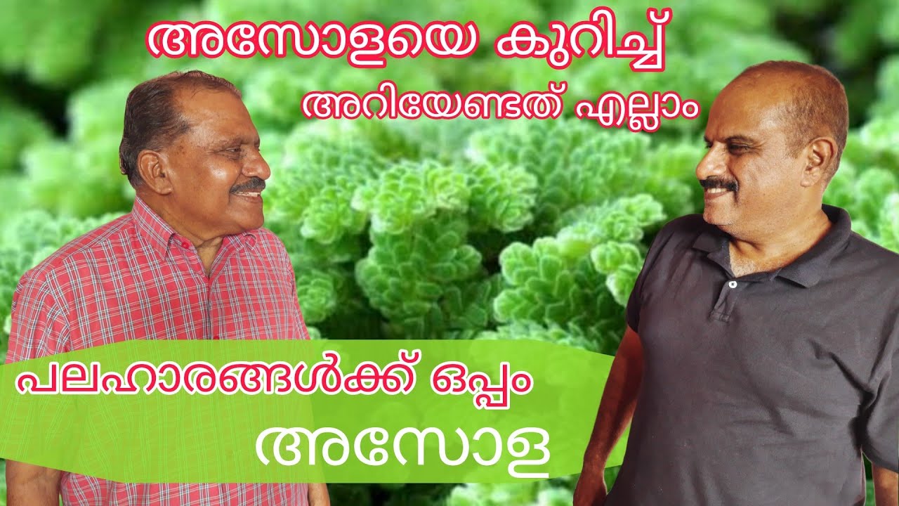 azolla cultivation and vermicompost#azolla farming malayalam
