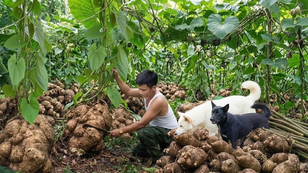 Harvesting Giant Wild Yams in the Forest & Building A Farm — CEO leaves city for forest