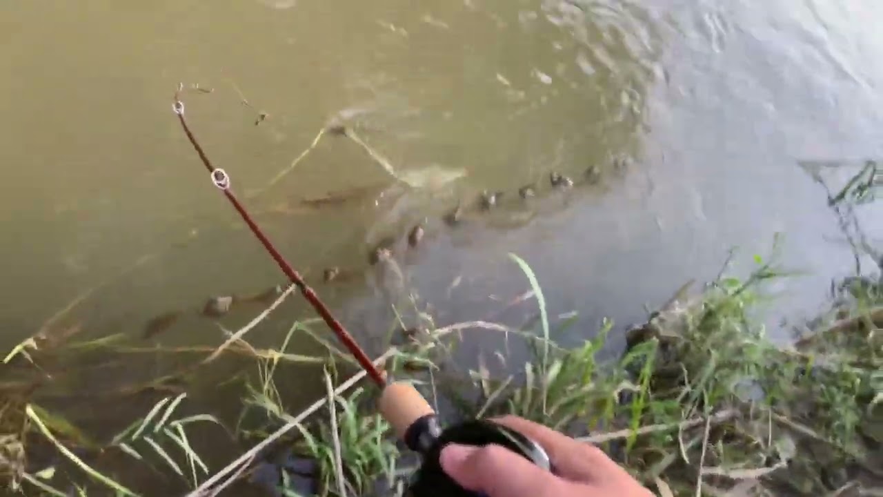 Hampala barb in stream