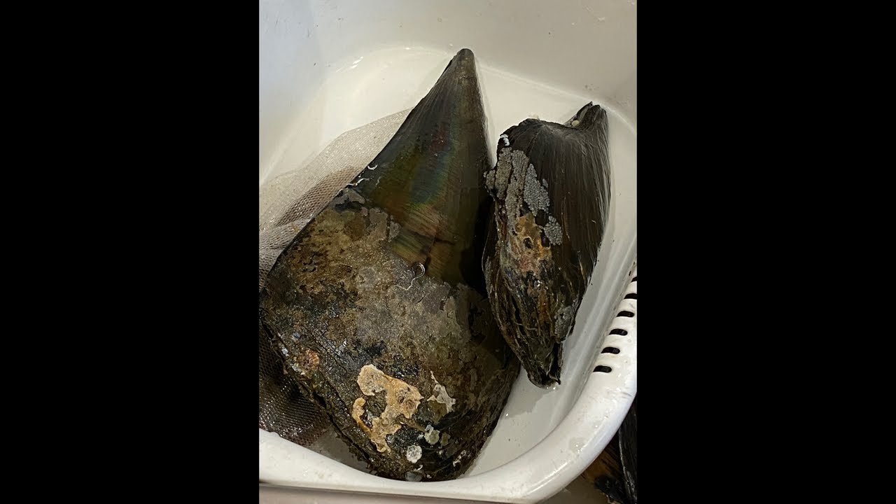 魚市場の旬の食材を研究＆料理する生放送