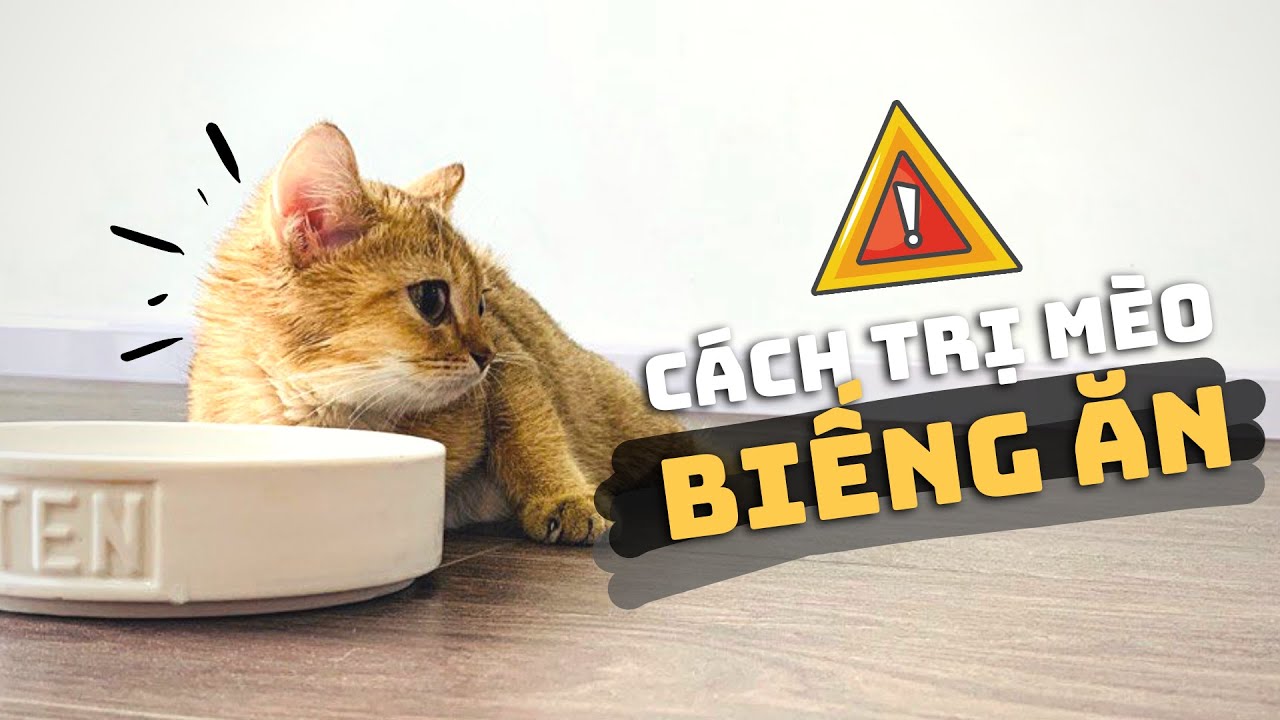 Tại Sao Mèo Bỏ Ăn 🐱🤢 | Cách Trị Mèo Biếng Ăn (Phần 1)
