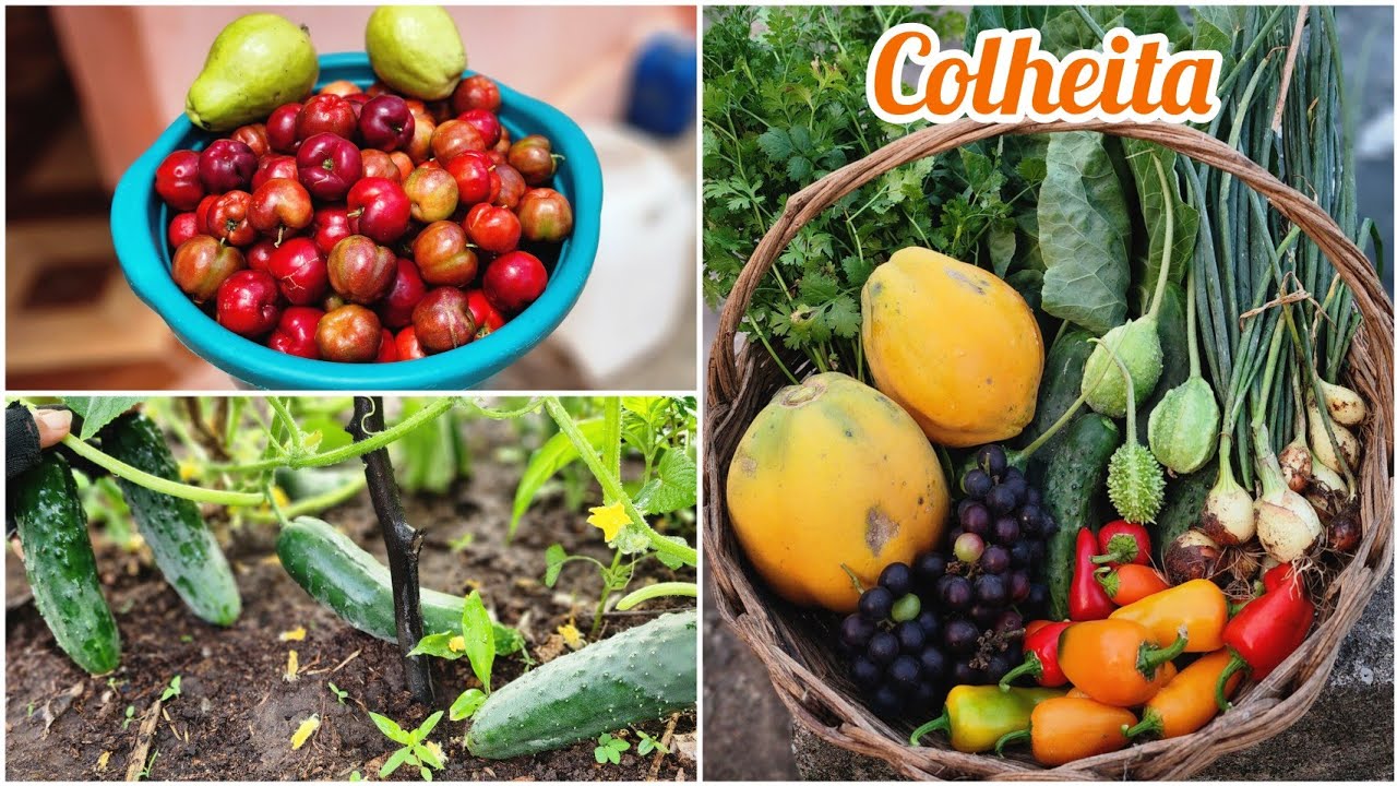 Mais uma COLHEITA  de FRUTAS e VERDURAS  em nosso SÍTIO-MUITA FARTURA + ABRAÇOS