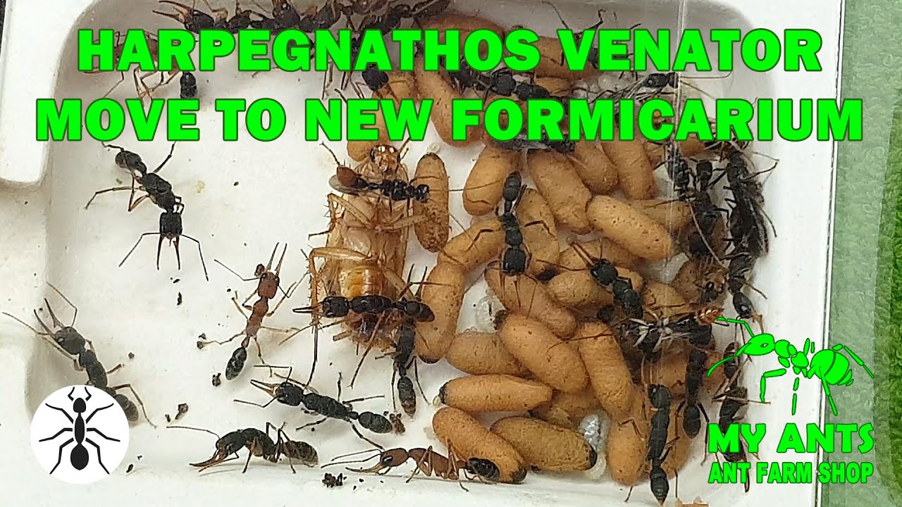 The Harpegnathos venator colony moves from Mini Formicaria to the spacious Double House