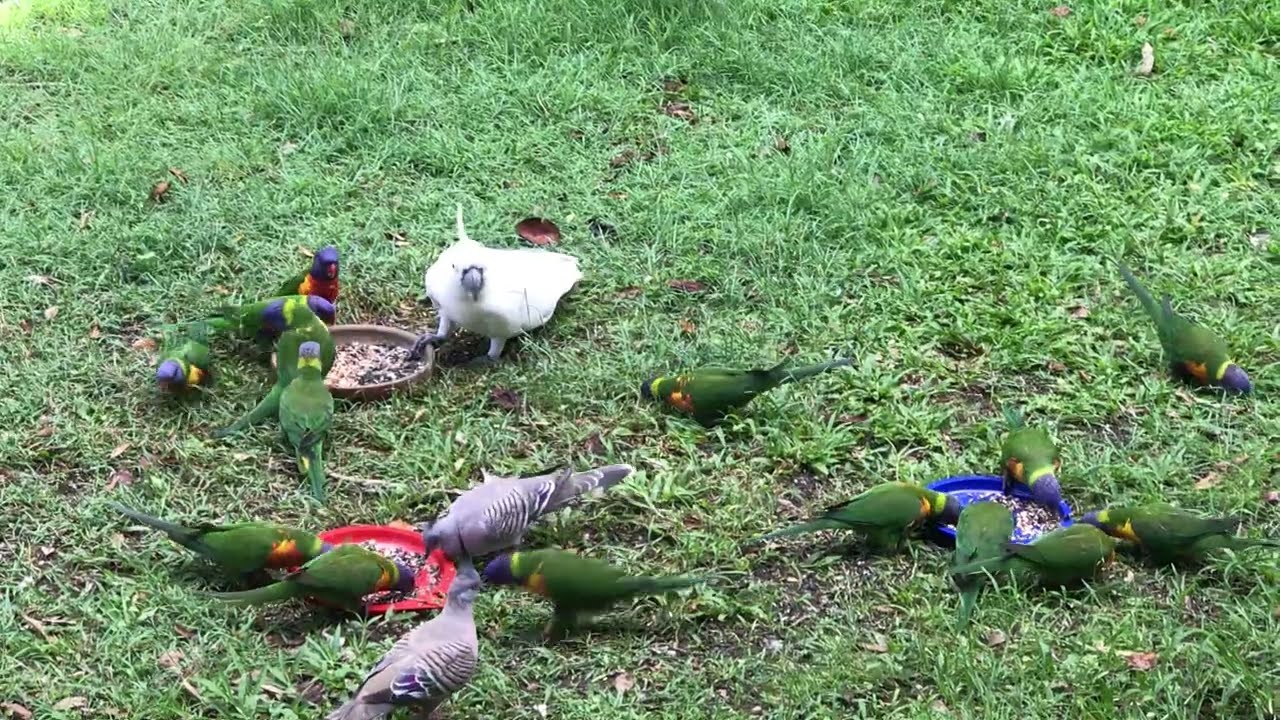 A Cockatoo eating together with many Rainbow Lorikeets たくさんのゴシキセイガイインコと仲良く餌を食べているキバタン
