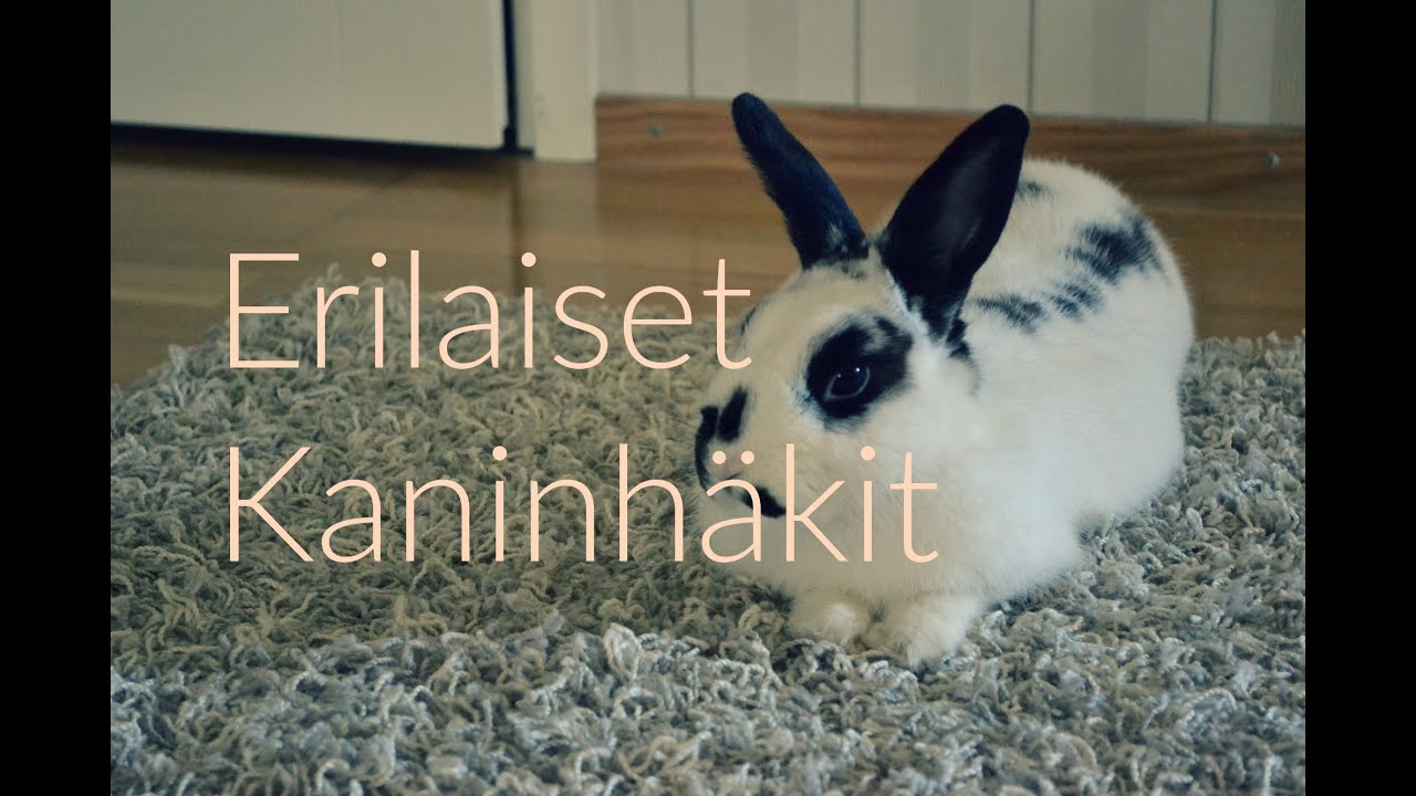 Millainen häkki kanille? 15.9.16
