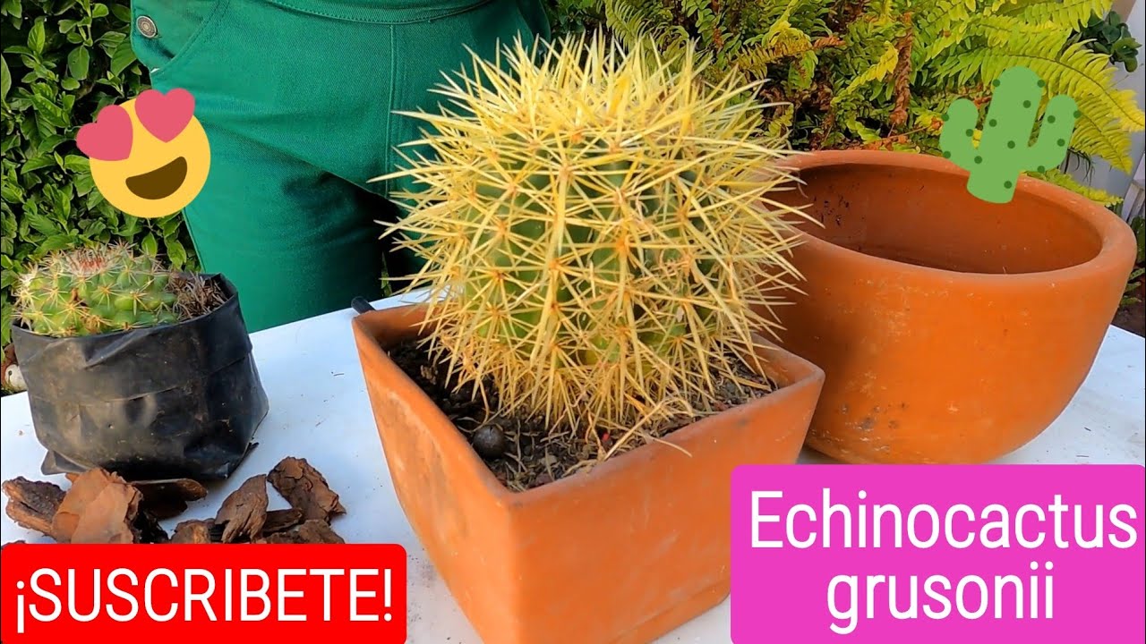 TRASPLANTE de uno de los CACTUS más ESPINUDOS 