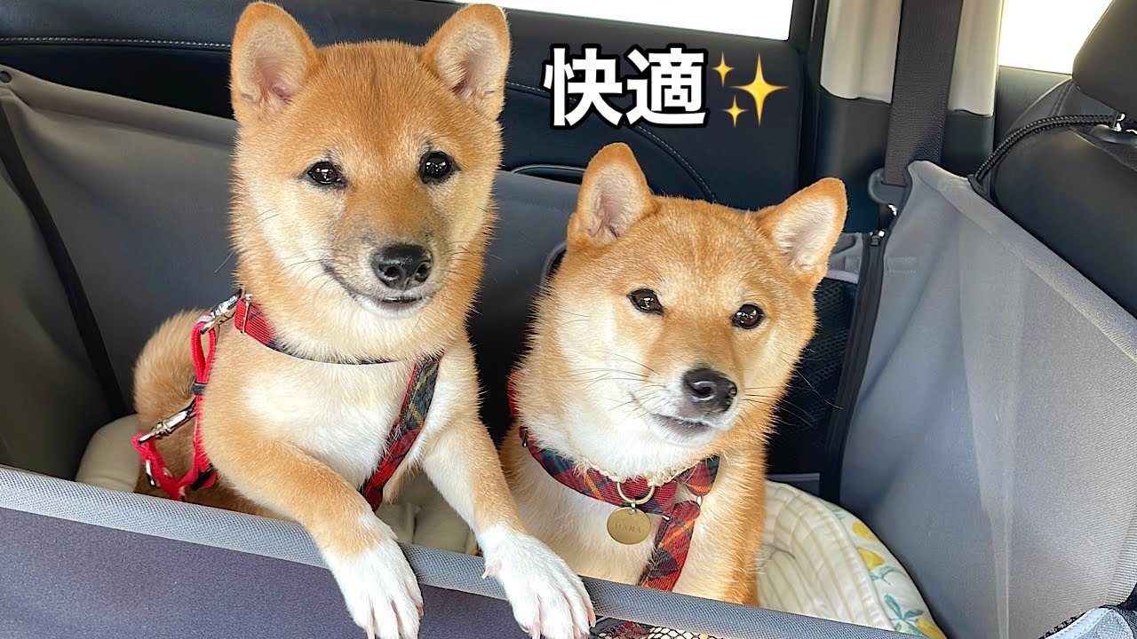 愛犬に広々ドライブシートをプレゼントしたら・・・まさかのこうなりました笑