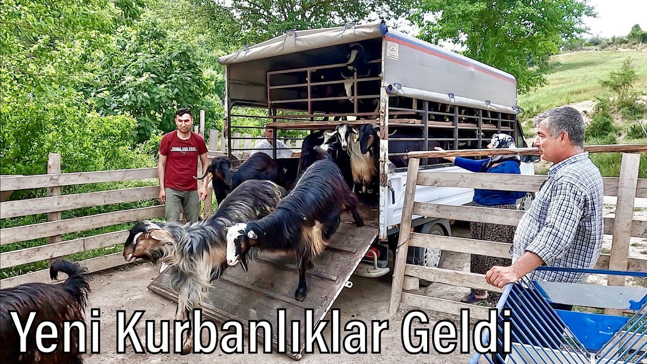 KURBANLIK NAKLİYESİ / Yeni Kurbanlıklar Geldi / Kurbanlık Fiyatları