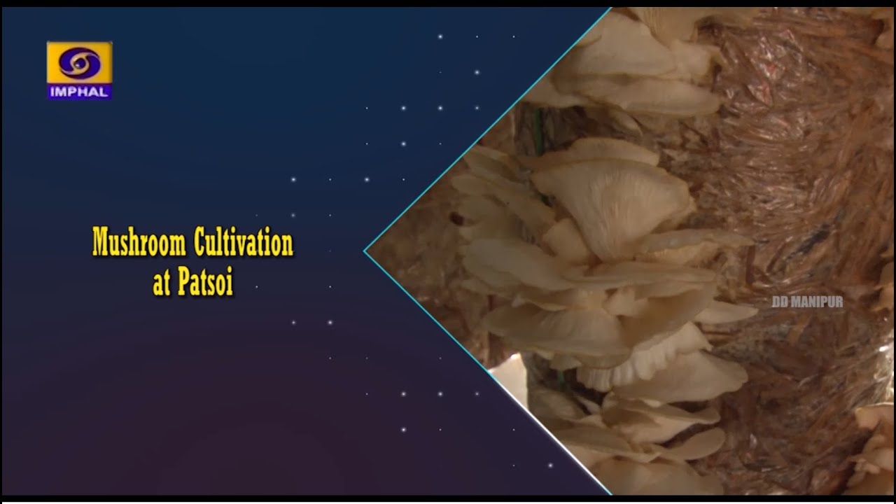 Agriculture Programme | Mushroom Cultivation at Patsoi