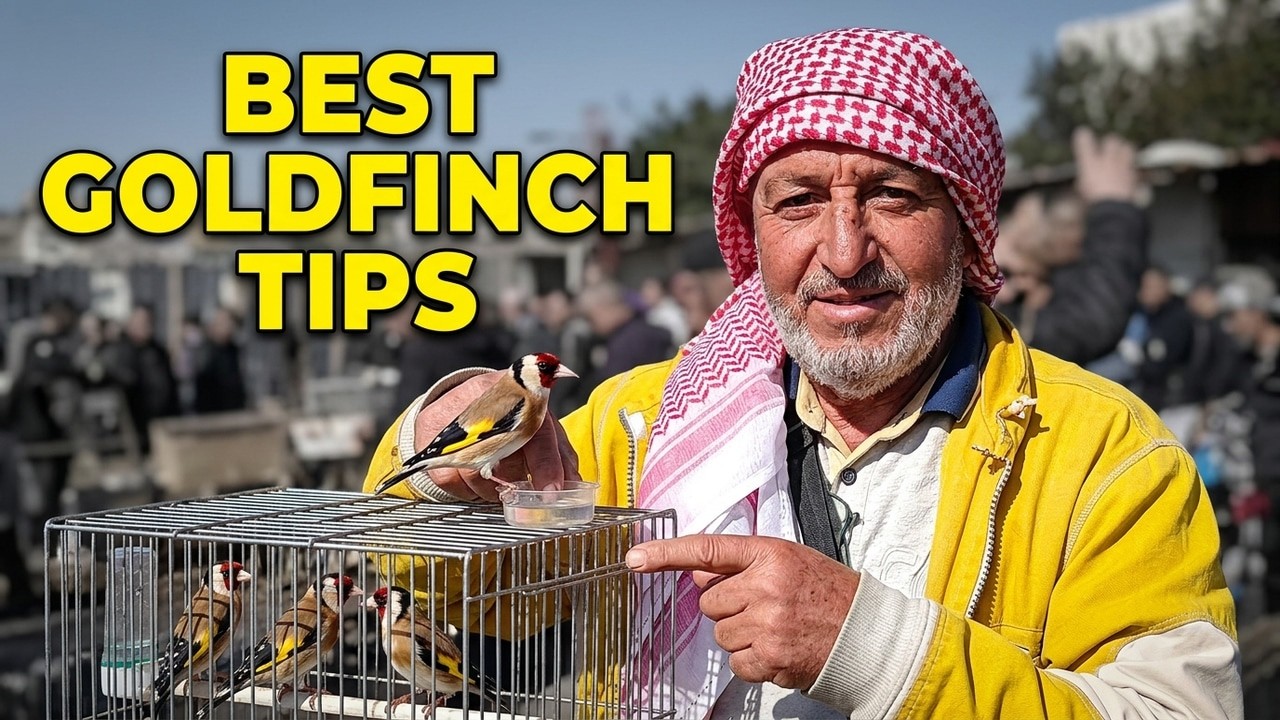 بودواو! المقنين ما يغنيش بريشو | وين راه الشاري تعيشوا