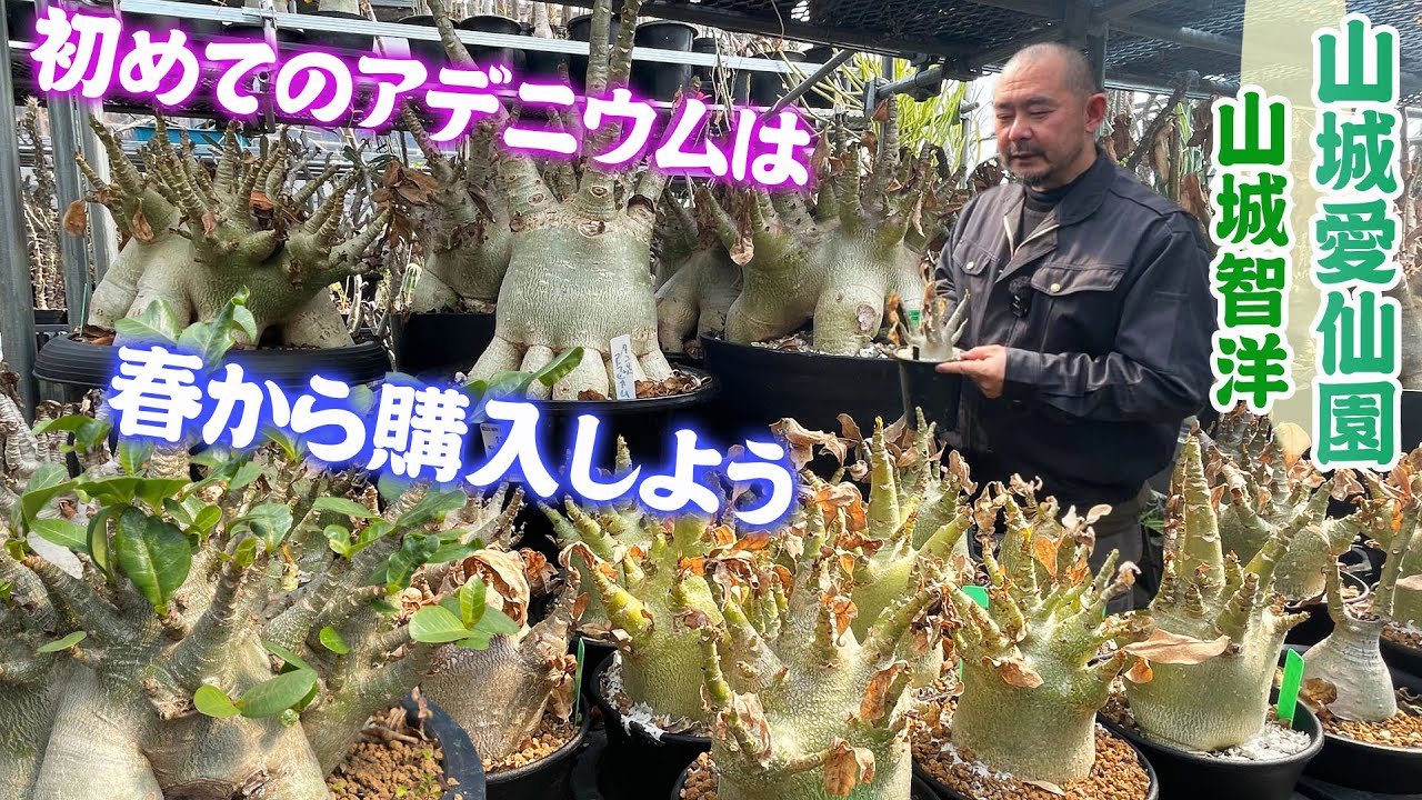 【山城愛仙園】塊根植物『タコ足アデニウム』がお面白い！気温の上がる春に購入しよう【アデニウム】