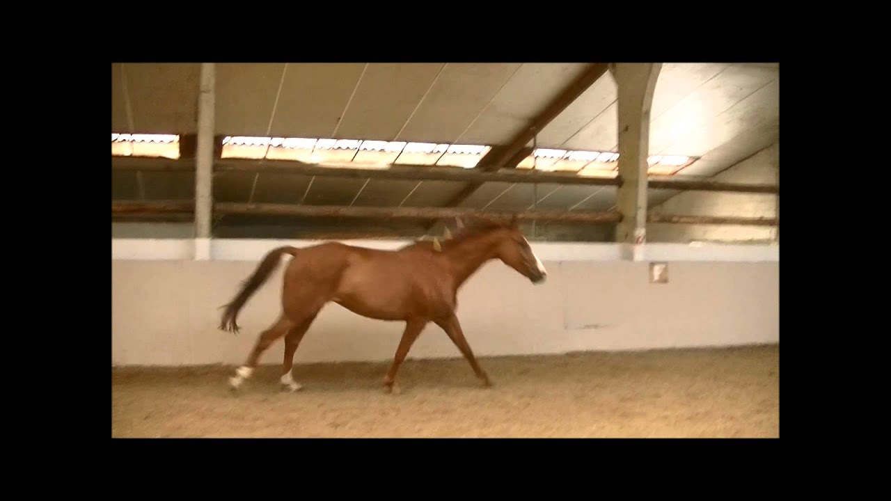 Calypso - 2015