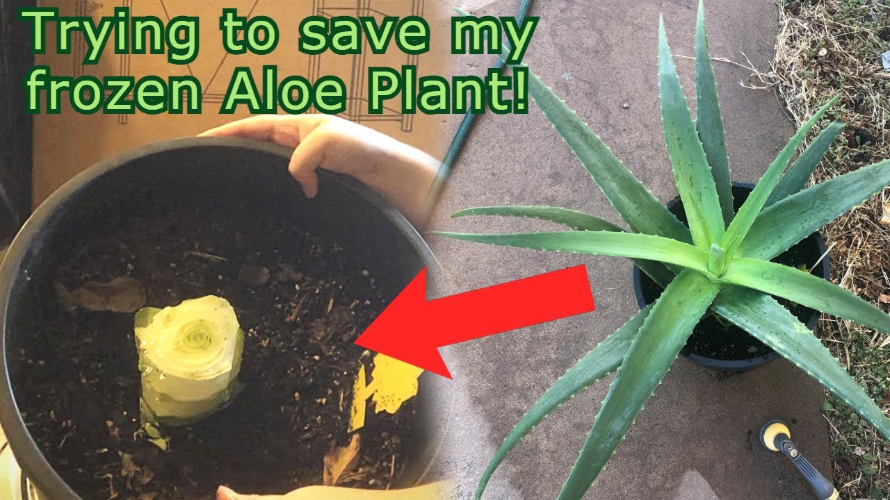 Trying to save my Aloe plants from cold/frost damage! ❄🏜