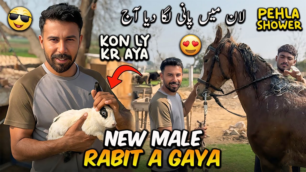 New Male Rabit Agya😍 Ember ka Season ka Pehla Shower🚿😍